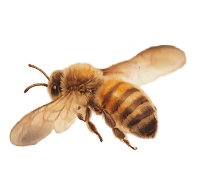 L'abeille au fil, une image de la vidéo à fond transparent : une abeille en vol vue de trois quarts, ailes ouvertes.