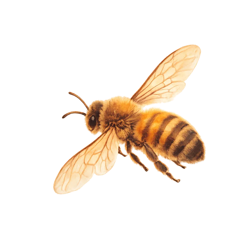 Une abeille peinte à la gouache, ailes translucides, vue de profil, sur un fond brun qui s'éclaire derrière elle.