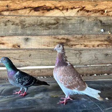 Carlito, pigeon brun et blanc, devant des planches de bois, un pigeon gris au cou vert à côté de lui