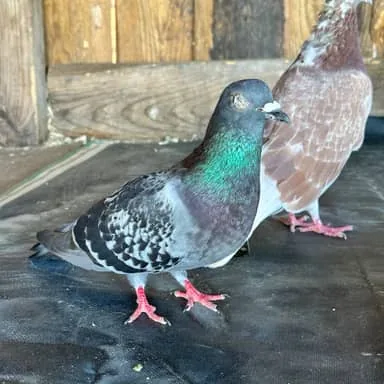 La compagne de Carlito, pigeon gris au cou vert irisé et aux pattes roses, devant des planches de bois