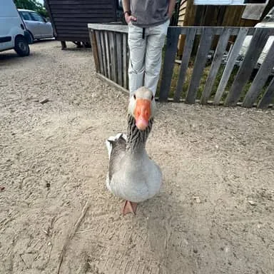 Cosmo, oie grise au bec orange, qui marche vers l'objectif sur un chemin de sable