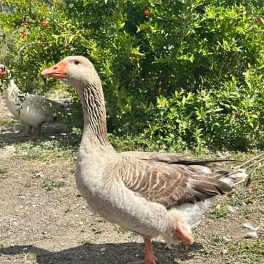 Gaia, oie brune au bec orange, de profil devant un grenadier en fleurs