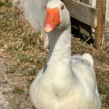 Julio, oie blanche aux yeux bleus et au bec orange, de face dans l'herbe sèche