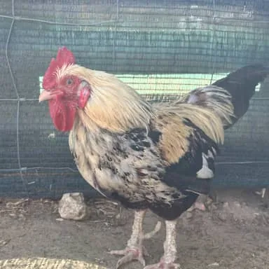 Lucas, coq au plumage crème et noir, à la crête rouge, devant un filet d'ombrage vert