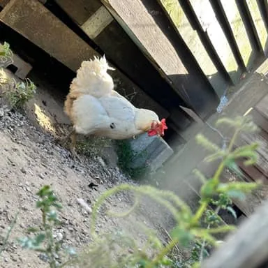 Maria, poule blanche à la crête rouge, sous une structure en bois
