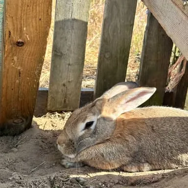 Nutella, lapine fauve aux longues oreilles, couchée contre une palissade en bois