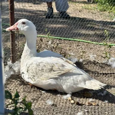 Patathina, canne blanche assise sur le sol près d'un grillage, des plumes autour d'elle